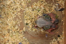121202 --- Gruppbild av R4, R5, R6, R7 och R8